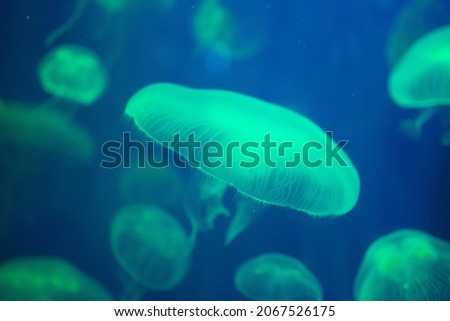 Closeup of Sea Moon jellyfish translucent blue light color and dark background Italy. Aurelia aurita swimming underwater shots glowing jellyfish moving in deep water pattern. copy space 2022.
