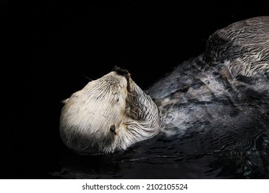 A Closeup Of A Sea Otter Holding Its Hands Floating In The Water In Alaska, USA