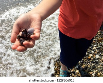 A Close-up Of Sea Shell Fish In New England, Maine, Summer Family Vacation