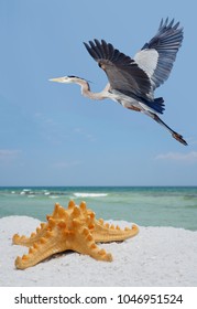 Close-up of a Sea Star on a White Sand Beach as a Great Blue Heron Flys By