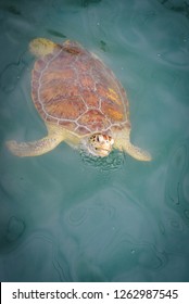 Closeup of a Sea Turtle swimming in a tank.