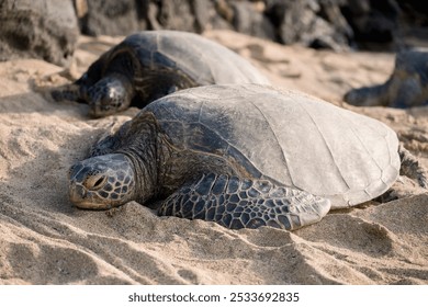 Close-up of sea turtles resting on a sandy beach, with a rocky background. - Powered by Shutterstock