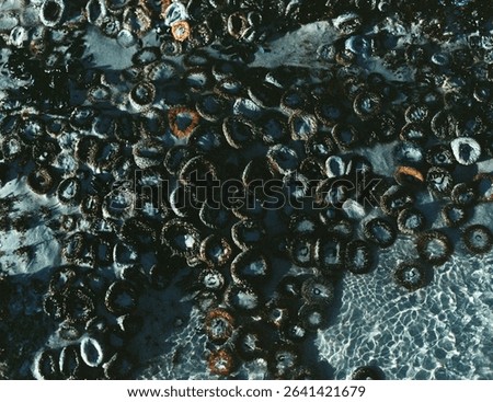 A closeup of sea urchin texture in seawater