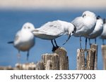 Close-up of seabirds perched on wooden posts with a blurred blue water background.