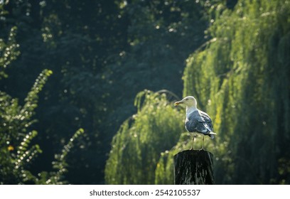 A closeup of a seagull bird perched on a wooden post - Powered by Shutterstock