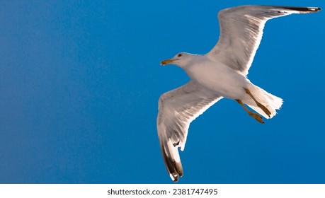 Close-up of a seagull flying on blue sky background. Animals, birds, freedom and loneliness concepts. - Powered by Shutterstock