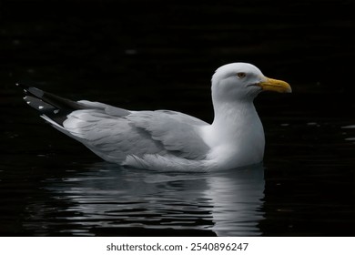 A closeup of a seagull gliding through a tranquil lake - Powered by Shutterstock