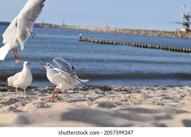 A Close-up Of A Seagull And Other Birds On Rügen