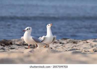 A Close-up Of A Seagull And Other Birds On Rügen