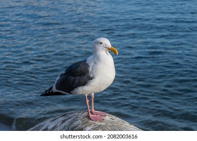 Closeup Of A Seagull At The Paradise Cove, Malibu, California