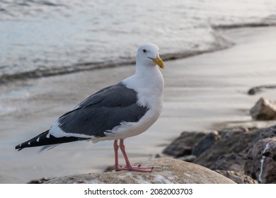 Closeup Of A Seagull At The Paradise Cove, Malibu, California