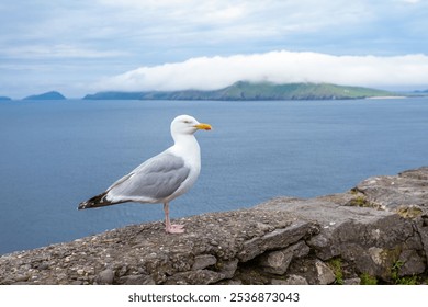 A closeup of seagull standing on sea wall in background of sea - Powered by Shutterstock