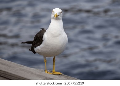 A close-up of a seagull standing on a wooden railing by the water. The bird has a white body, black wings, and bright yellow legs and beak. The background features a blurred blue water surface. - Powered by Shutterstock