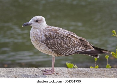 Closeup of a seagull at the Tiber river bank in Rome, Italy - Shutterstock ID 504361930