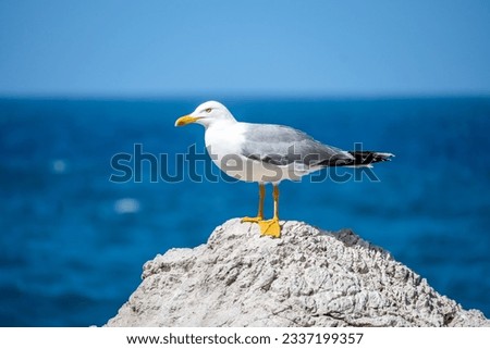 Close-up of a seagull while observing the sea of Baccarello Sferracavallo Sicily.