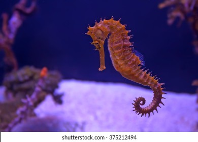 Closeup Seahorse Swimming In Colorful Coral Reef