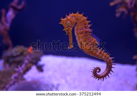 Closeup seahorse swimming in colorful coral reef