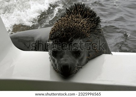 Close-up of a seal peering over the side of a boat from the water. Wildlife in the environment