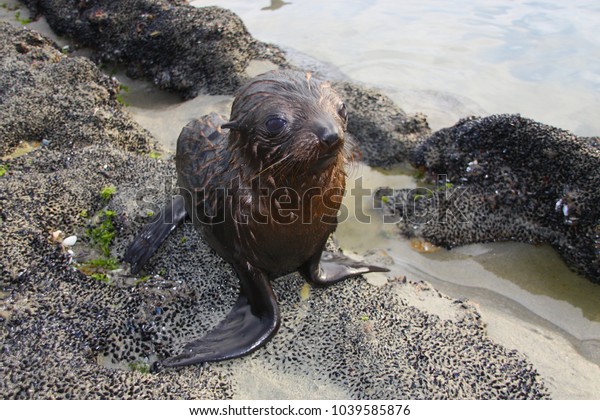 closeup seal pup on Wharariki Beach,\
this versatile and fascinating beach is one of New Zealand\'s most\
beautiful beaches at the Cape Farewell on the South\
Island
