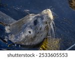 A Close-up of a seal swimming in water, showcasing its whiskers and wet fur.