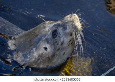 A Close-up of a seal swimming in water, showcasing its whiskers and wet fur. - Powered by Shutterstock