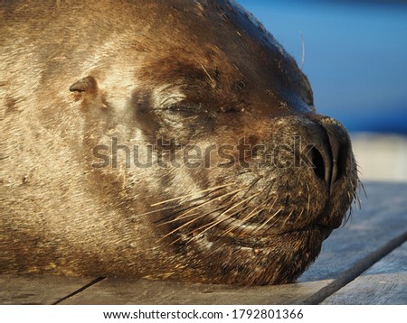 A closeup of a sealion captured during the daytime