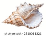 Close-Up Of Seashell Against White Background