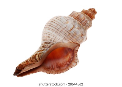 Seashell Closeup Isolated On White Background Stock Photo 128321897 ...