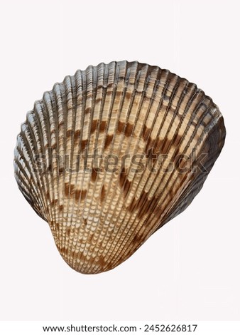 Close-Up Seashell From Summer Beach 