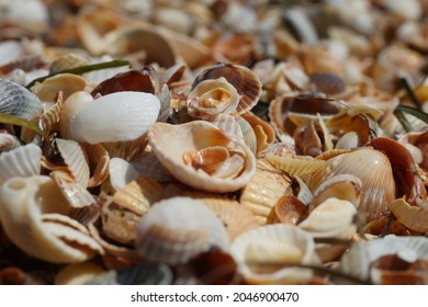 Close-up Seashells Beach At Azov Sea, Known As Arabat Spit, Crimea