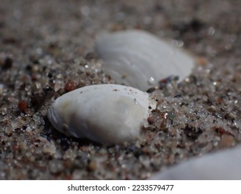 closeup of seashells in sand