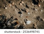 Close-Up of Seashells, Stones, and Seaweed on North Sea Coastline at Norddeich”