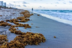 Closeup Of Seaweed On Beach Sand Coastline In Morning In Hollywood Miami, Florida With Blue Ocean Background Horizon And Buildings Coast