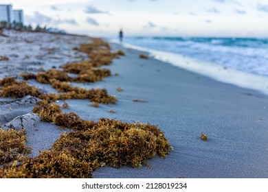 Closeup of seaweed on beach sand coastline in morning in Hollywood Miami, Florida with blue ocean background horizon and buildings coast - Powered by Shutterstock