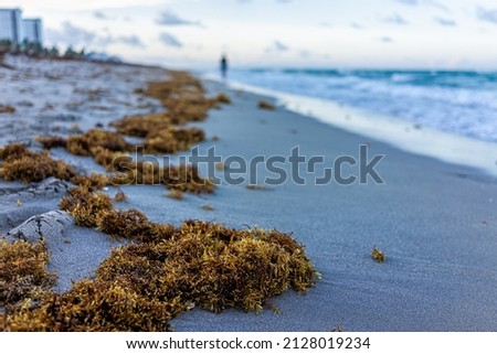 Closeup of seaweed on beach sand coastline in morning in Hollywood Miami, Florida with blue ocean background horizon and buildings coast