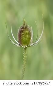 Closeup of seedhead of Common Teasel (Dipsacus fullonum) against diffused green background 