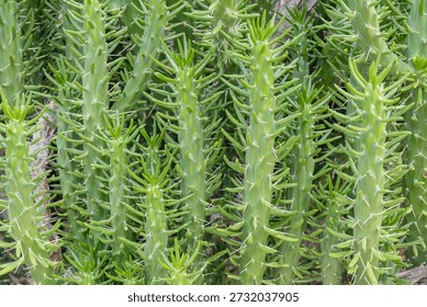 Close-up of the segmented stems of an Eve's Pin cactus (Austrocylindropuntia subulata), also known as Eve's Needle, with sharp spines and yellowish new growth tips