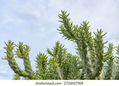 Close-up of the segmented stems of an Eve's Pin cactus (Austrocylindropuntia subulata), also known as Eve's Needle, with sharp spines and yellowish new growth tips