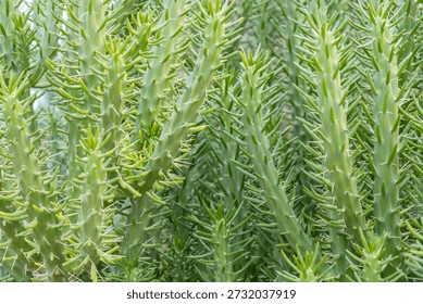 Close-up of the segmented stems of an Eve's Pin cactus (Austrocylindropuntia subulata), also known as Eve's Needle, with sharp spines and yellowish new growth tips