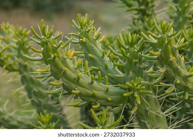 Close-up of the segmented stems of an Eve's Pin cactus (Austrocylindropuntia subulata), also known as Eve's Needle, with sharp spines and yellowish new growth tips