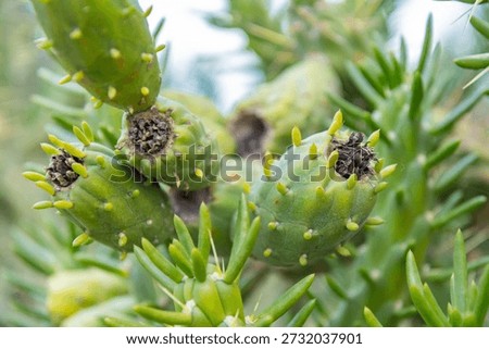 Close-up of the segmented stems of an Eve's Pin cactus (Austrocylindropuntia subulata), also known as Eve's Needle, with sharp spines and yellowish new growth tips