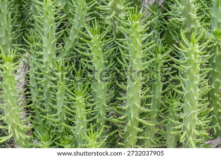 Close-up of the segmented stems of an Eve's Pin cactus (Austrocylindropuntia subulata), also known as Eve's Needle, with sharp spines and yellowish new growth tips