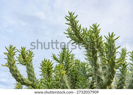 Close-up of the segmented stems of an Eve's Pin cactus (Austrocylindropuntia subulata), also known as Eve's Needle, with sharp spines and yellowish new growth tips