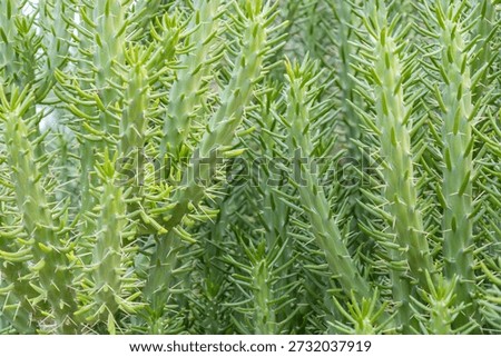 Close-up of the segmented stems of an Eve's Pin cactus (Austrocylindropuntia subulata), also known as Eve's Needle, with sharp spines and yellowish new growth tips