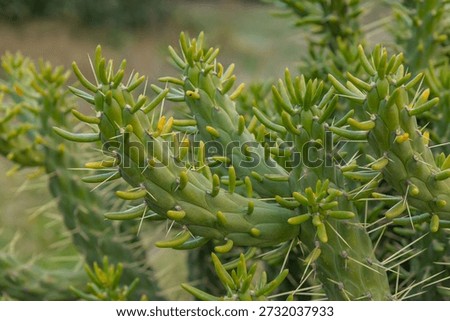 Close-up of the segmented stems of an Eve's Pin cactus (Austrocylindropuntia subulata), also known as Eve's Needle, with sharp spines and yellowish new growth tips