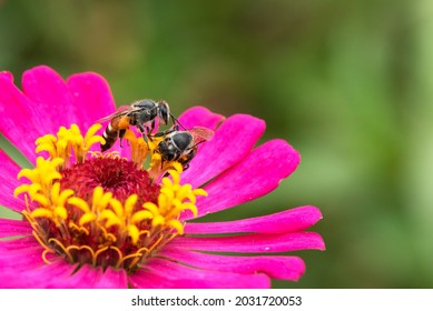 Close-up and selective focus bee image ,Little bee looking for nectar on pink flowers.