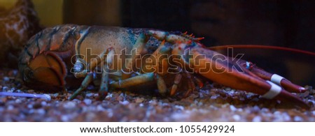 Closeup and Selective Focus of Giant Mud Crabs. Captivity Tied Up offered for Sea Food.