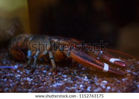 Closeup and Selective Focus of Giant Mud Crabs. Captivity Tied Up offered for Sea Food.