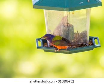 Closeup with Selective focus on brightly colored Male Painted Bunting (Passerina ciris) perched on plastic bird feeder with soft green background.