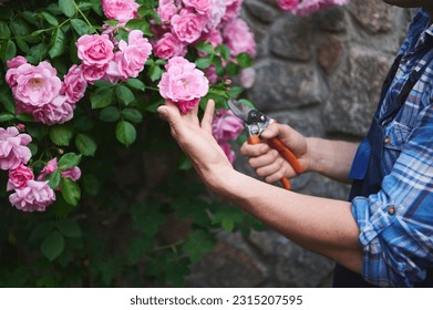 Close-up. Selective focus on hands of gardener-florist, horticulturist using garden scissors, cuts beautiful roses in a flowering bush, caring for the courtyard of estate. Floriculture. Horticulture - Powered by Shutterstock